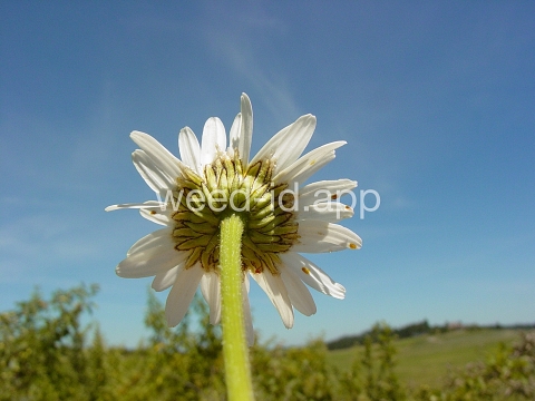 daisy, oxeye